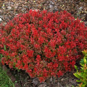 Саженец барбариса Адмирейшн (Admiration)