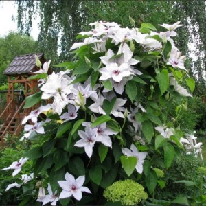 Саженец Клематиса Сноу Квин (Snow Queen)