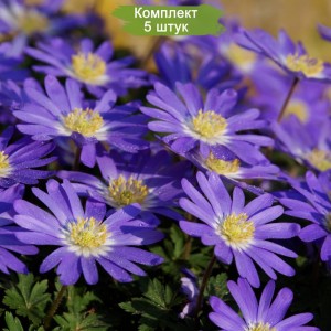 Луковицы анемоны Нежной -  комплект 5 шт.