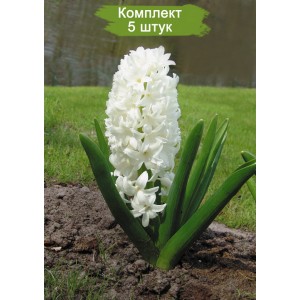 Луковицы гиацинта Карнеги (Carnegie) -  комплект 5 шт.