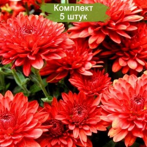 Саженцы хризантемы лососевой мультифлоры Майола (Majola) -  комплект 5 шт.