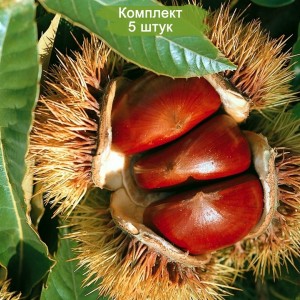 Саженцы каштана европейский или посевной -  комплект 5 шт.