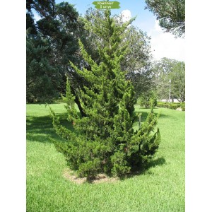 Саженцы можжевельника Виргинского 60-100 см -  комплект 5 шт.