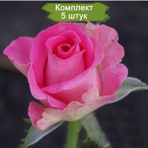 Саженцы чайно-гибридной розы Топаз (Topaz) -  комплект 5 шт.