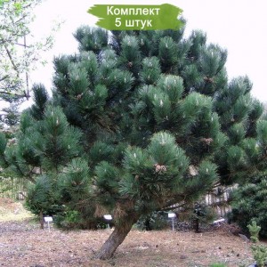 Саженцы сосны Чёрной 20-40 см -  комплект 5 шт.