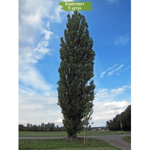 Саженцы тополя Пирамидального (от 150 см) -  комплект 5 шт.