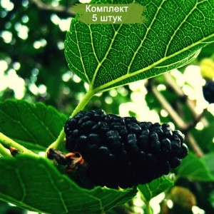 Саженцы тутовника (шелковицы) Старомосковский -  комплект 5 шт.