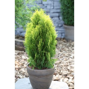 Саженцы Туи Восточной до 20 см -  комплект 5 шт.