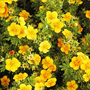 Саженец лапчатки кустарниковой (Курильского чая) Манго танго  (Mango Tango)