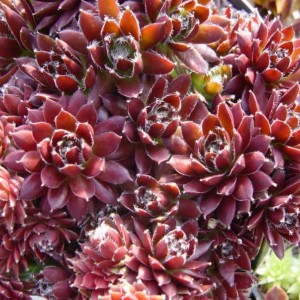 Саженец молодило Горного