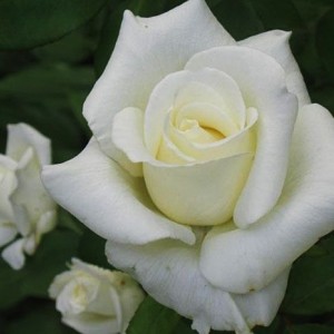 Саженец чайно-гибридной розы Атена (Athena)