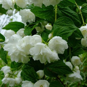 Саженец чубушника (жасмина садового) (20-25 см.)