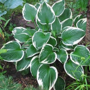 Саженец хосты Кэрол (Carol)
