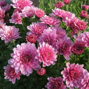 Саженец хризантемы мультифлора Branrouse (Сиреневая )