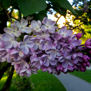 Саженец сирени Зоя Космодемьянская