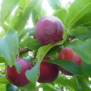 Саженец ранней красной сливы Красный Шар