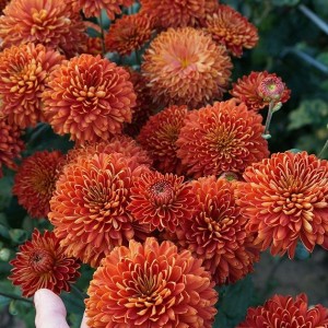 Саженец среднецветковой хризантемы Салютная (Оранжевая )