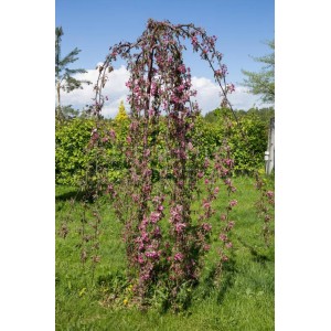 Яблоня Декоративная Чилс Випинг (Cheal's Weeping)