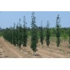 Саженец тополя Пирамидального (60-100 см)