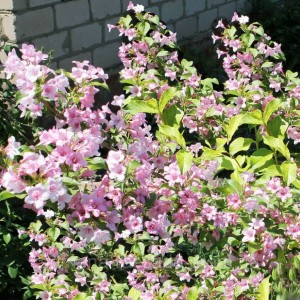 Саженец вейгелы гибридной Густав Малле (Gustave Malle)