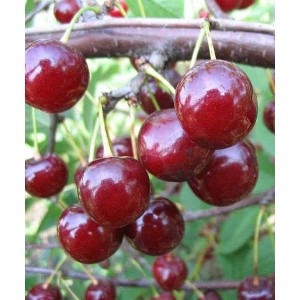 Вишня Вечерняя Заря